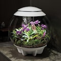 biorb Air Terrarium biorb Air Terrarium