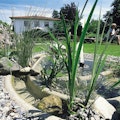 Teichschalen Teichschalen