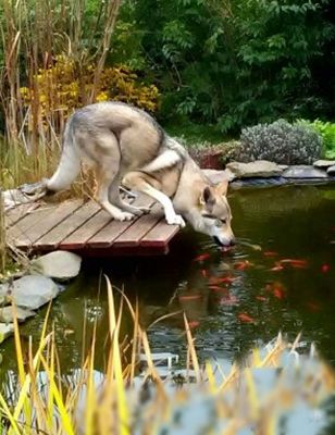 Husky trinkt von einem Steg aus einem Goldfischteich