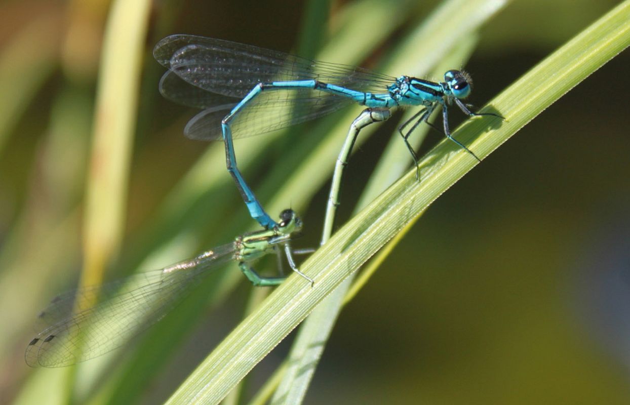 Libelle