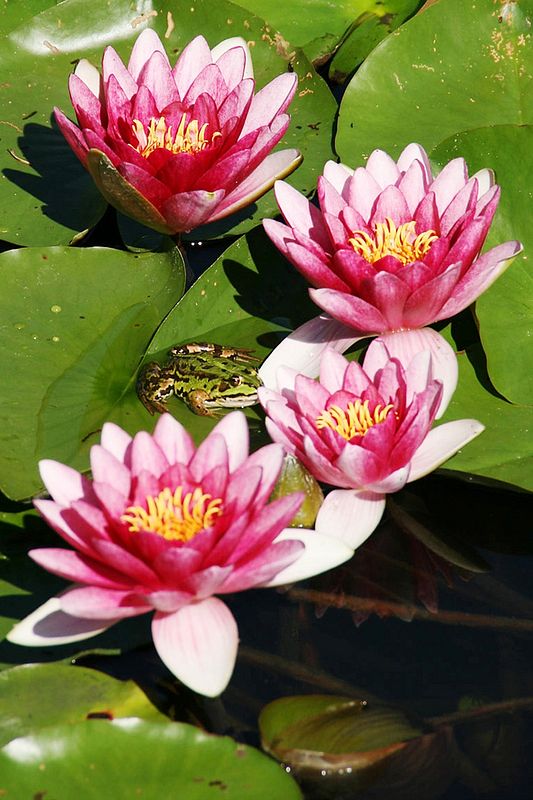 Frosch sitzt auf Seerosen