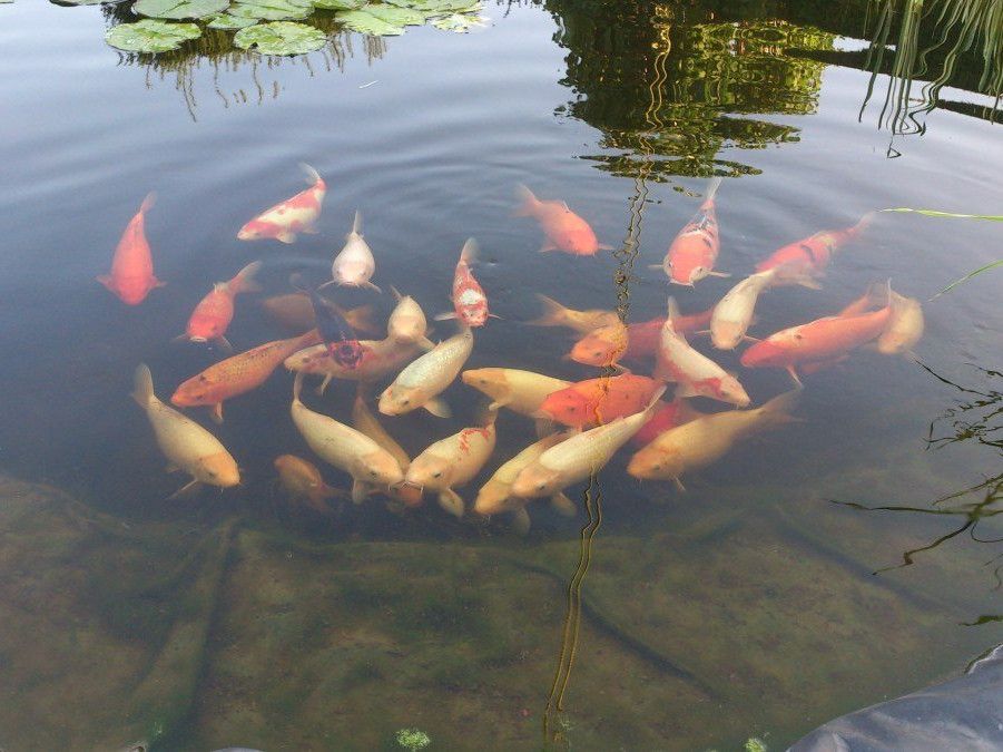 Ein Schwarm Kois wartet im großen Gartenteich auf die Fütterung.