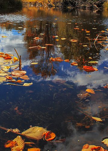 Der Teich im Herbst