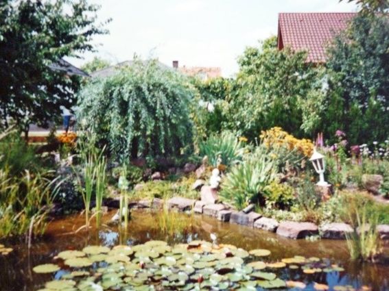 Teich mit Pflanzen