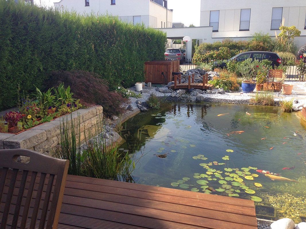 Großer Koiteich direkt neben der Bangkirai-Terrasse im Vorgarten.