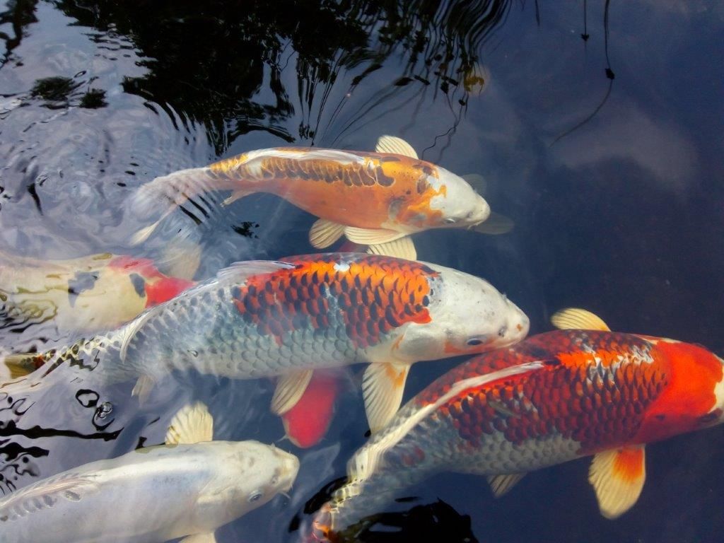 Fünf Kois schwimmen nebeneinander durch den Teich.