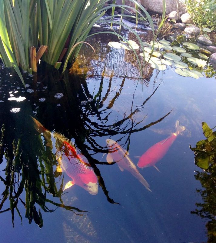 Die Kois im Teich versteken sich Im Schatten der Wasserpflanzen.