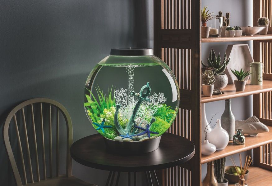 biOrb Aquarien entdecken