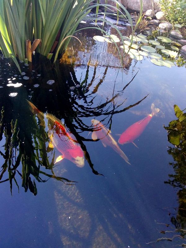 Fische im Gartenteich