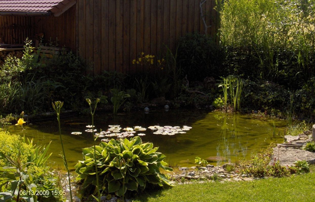 Grüner Teich