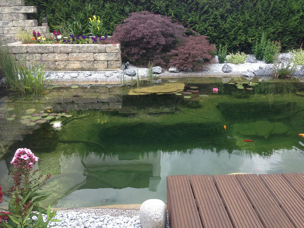 Ein schöner Gartenteich mit Fischen