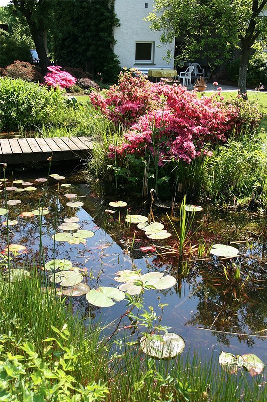 Naturnaher Teich mit klarem Wasser umgeben von Büschen und Bäumen.