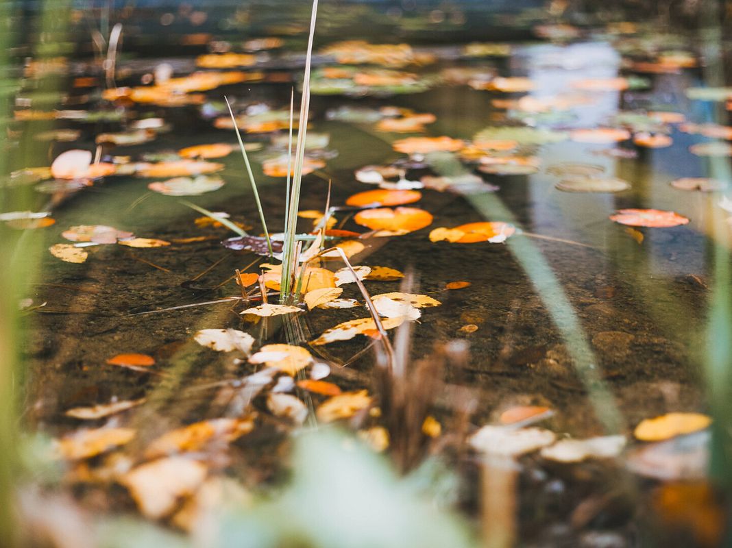 Kontrollieren Sie die Sauerstoffzufuhr im Teich