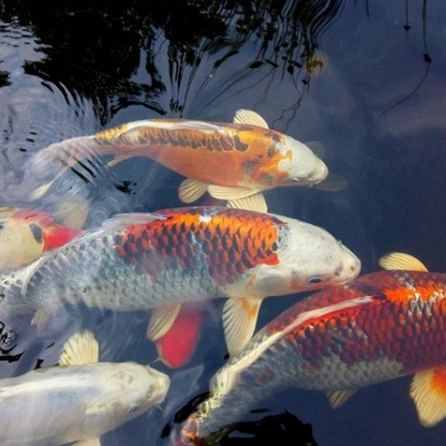 Schillernd bunte Kois schwimmen im Teich
