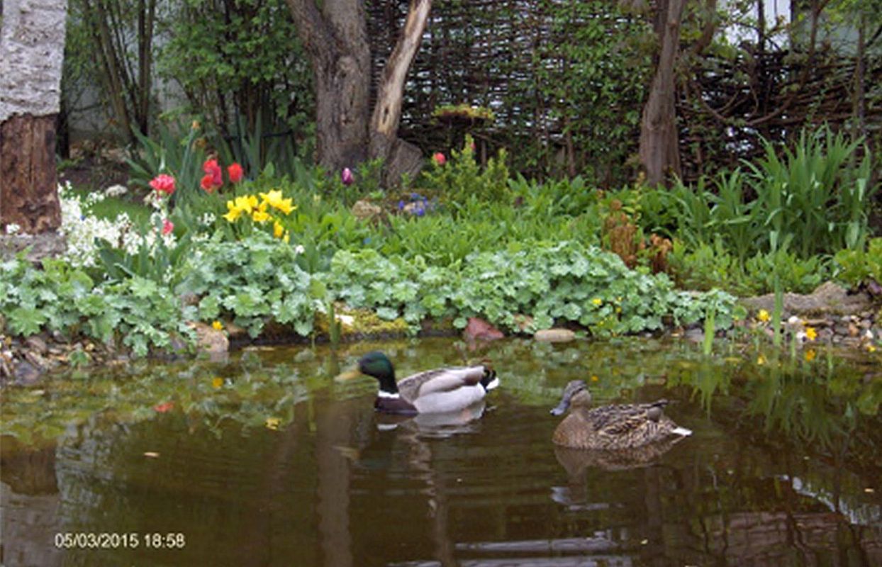 Ente im Wasser