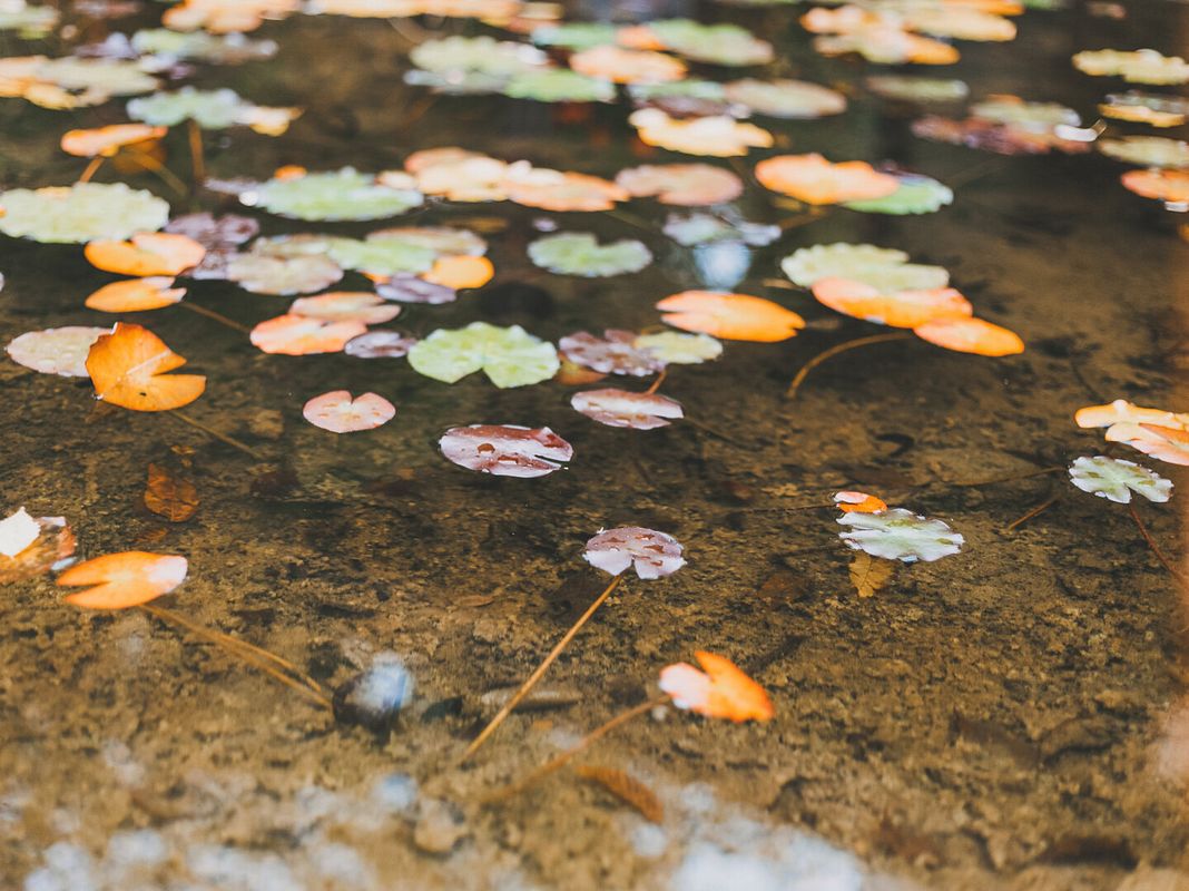 Herbstimpression am Gartenteich