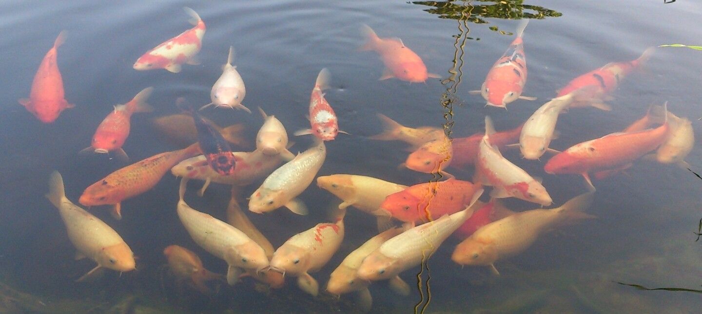 Ein großer Schwarm Kois wartet im Gartenteich auf die Fütterung