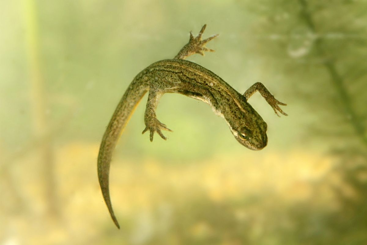 Ein Teichmolch schwimmt durch das saubere Wasser in Richtung Grund.