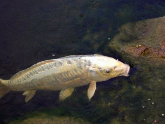 weisser Koi