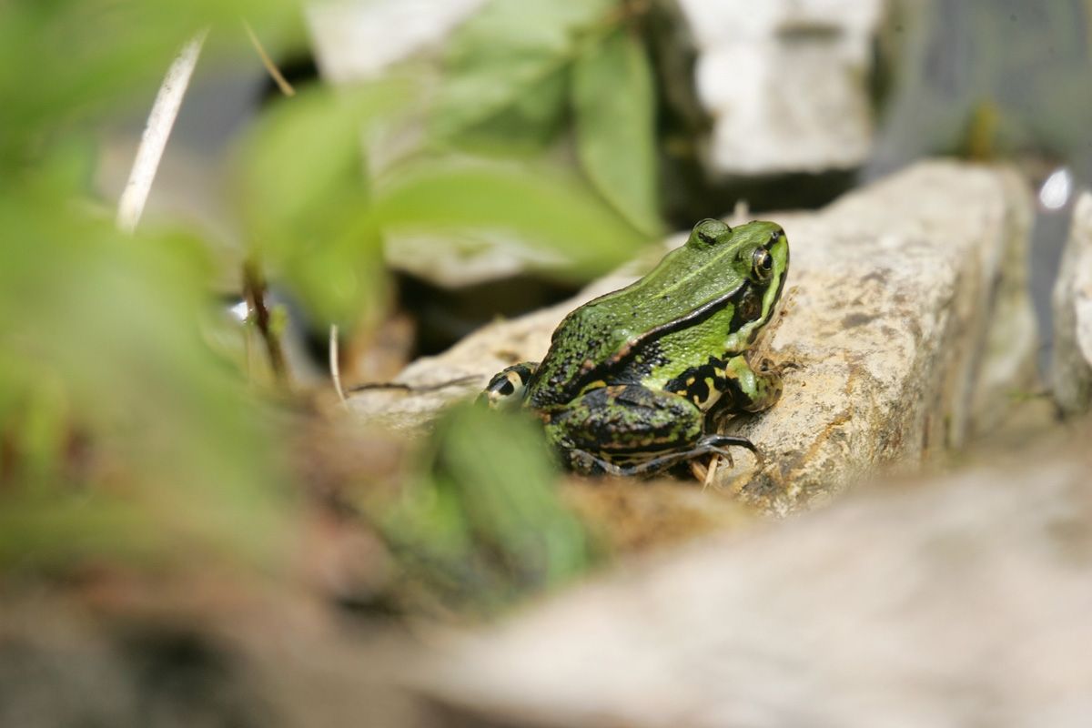 Der naturnahe Teich zieht vor Allem Frösche an.