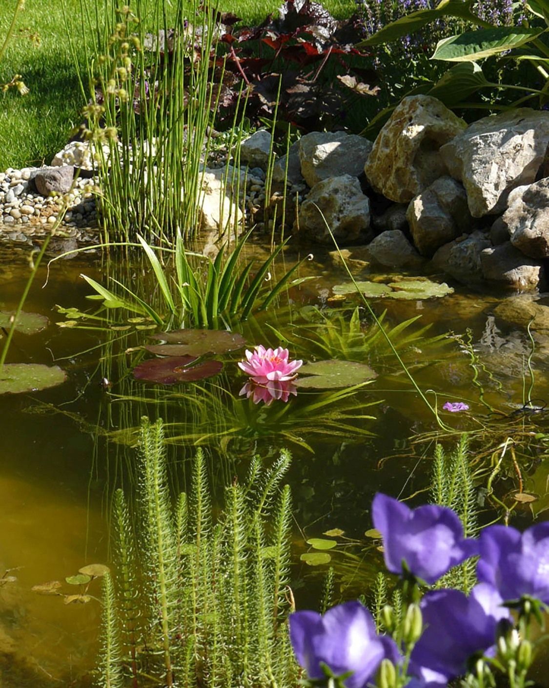 Teich bei Sonnenschein mit vielen Wasserpflanzen und rosa und lila Blüten.