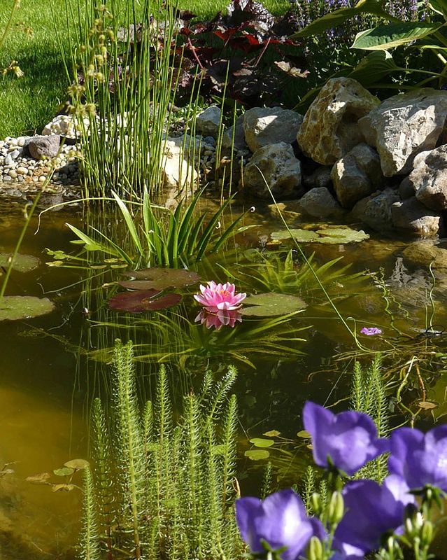 Teich bei Sonnenschein mit vielen Wasserpflanzen und rosa und lila Blüten.