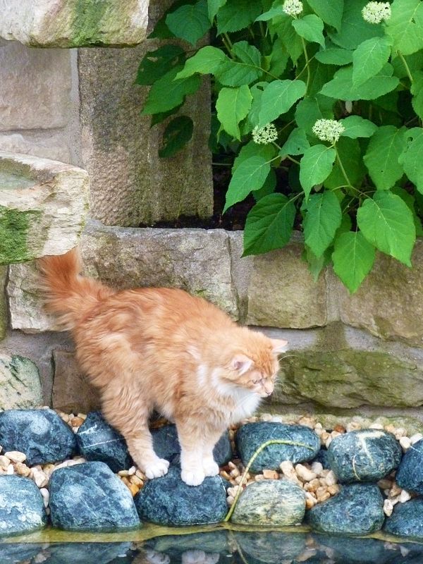 Teichprojekt_MoritzA_Katze