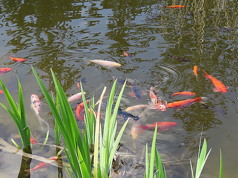 Goldfischteich mit üppig bepflanztem Ufer