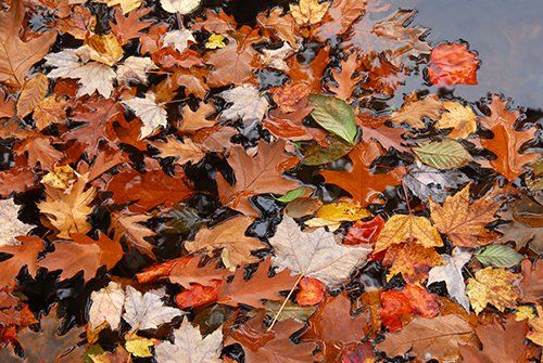 Bunte Herbstblätter 