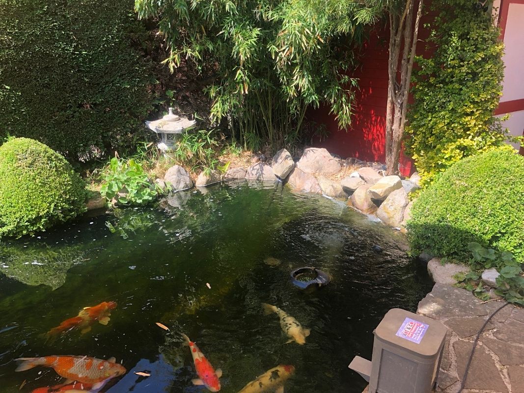 Teich mit Kois