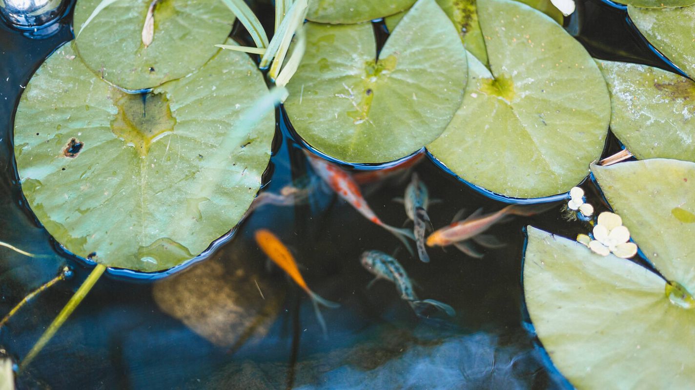 Ein schöner Teich mit grüner Bepflanzung und Fischen darin