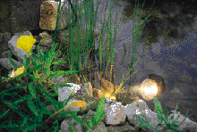 Teichbau Schritt 11: Wasserdichte LED-Strahler hüllen den Teich in den Abendstunden in ein schönes Licht.