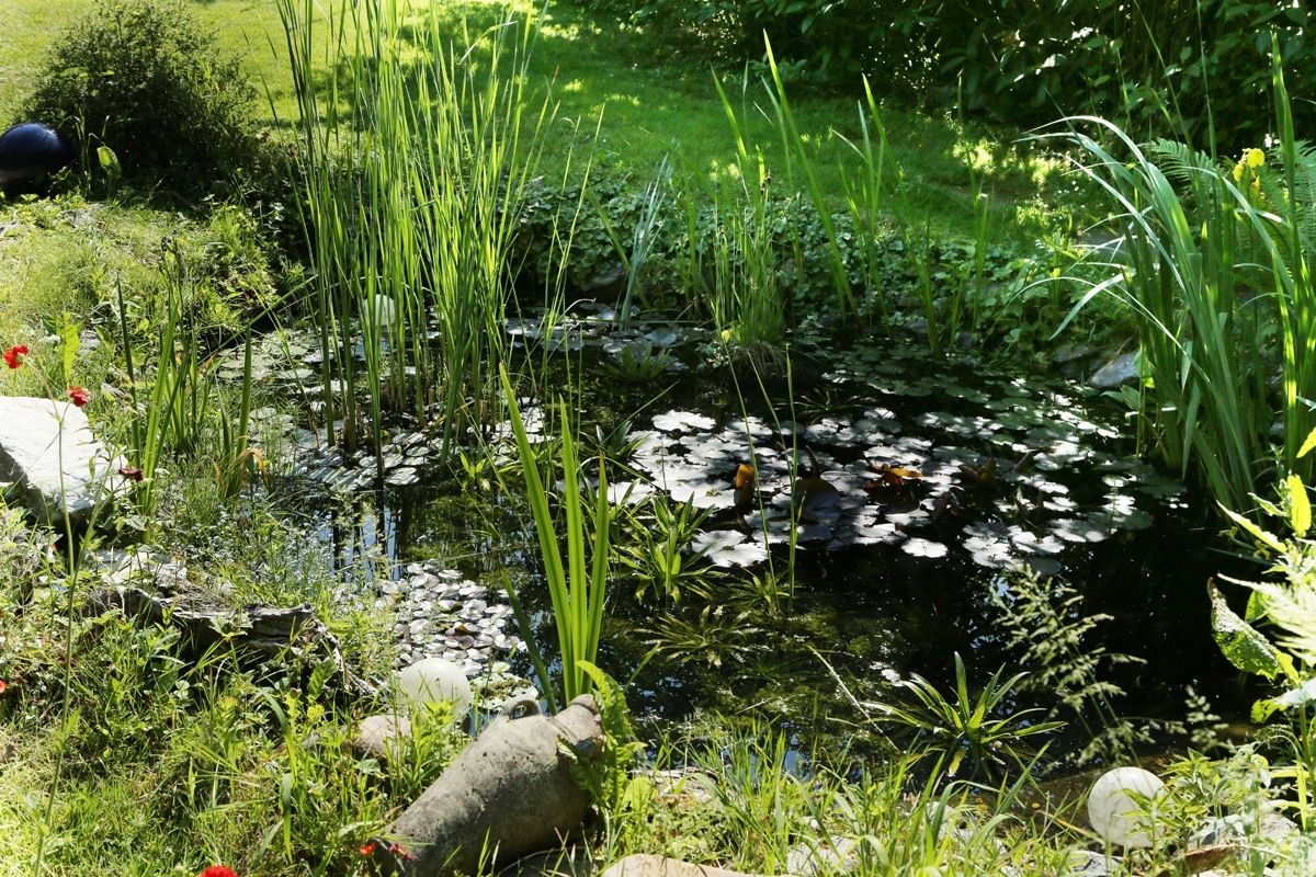 Naturnaher Gartenteich im Grünen, bewachsen mit Schilf und Seerosen.
