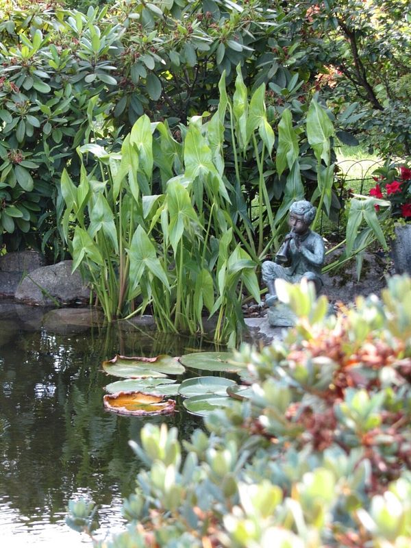 Teich mit Pflanzen