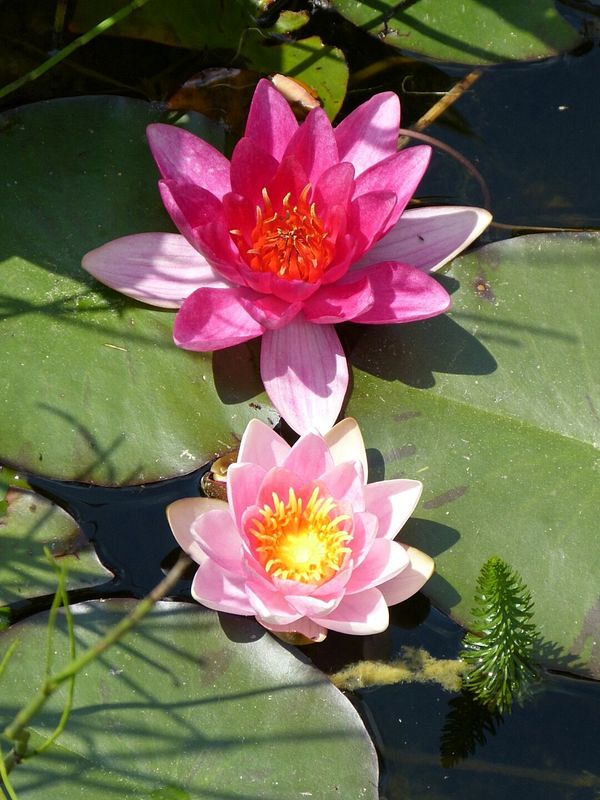 Seerose mit zwei rosa Blüten