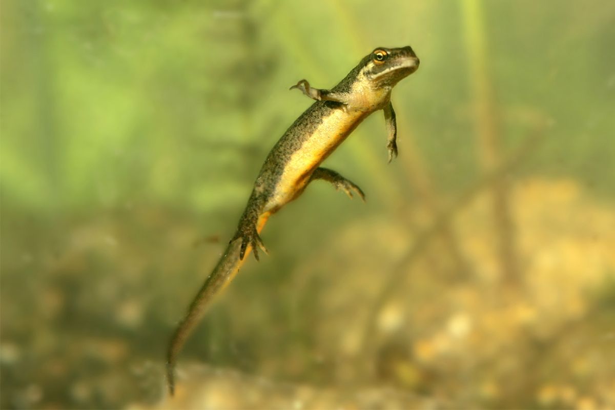 Ein Teichmolch scheint im glasklaren Wasser zu schweben