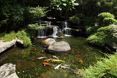 Gartenteich mit Fischen