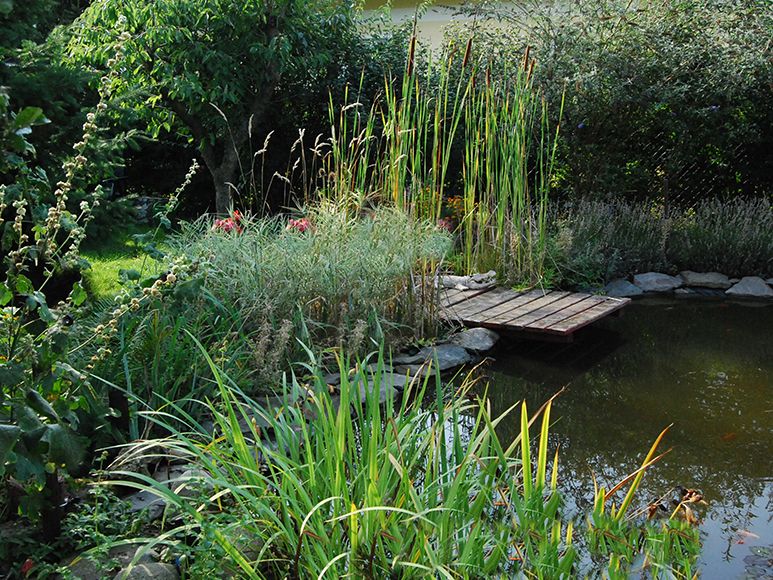 Die hohe Bepflanzung rings um den Gartenteich spendet dem Teich Schatten.