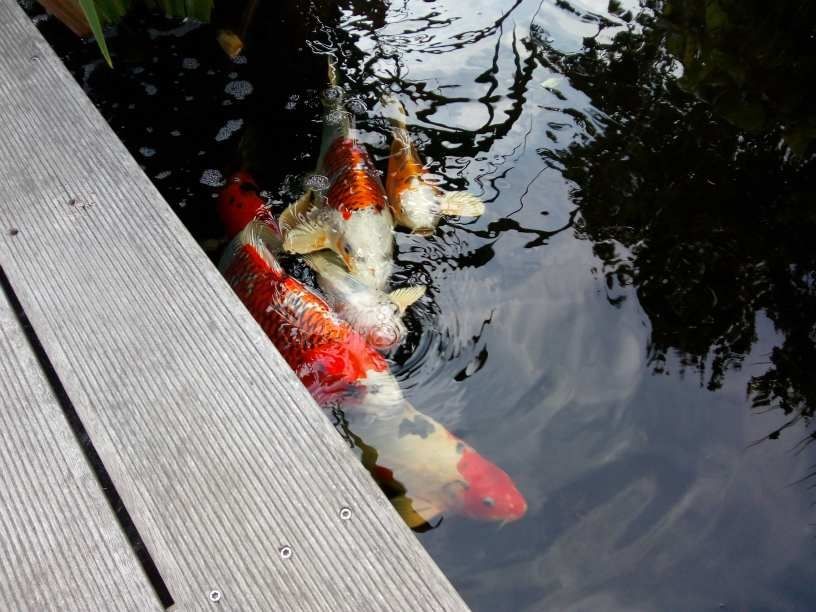 Fische im Wasser