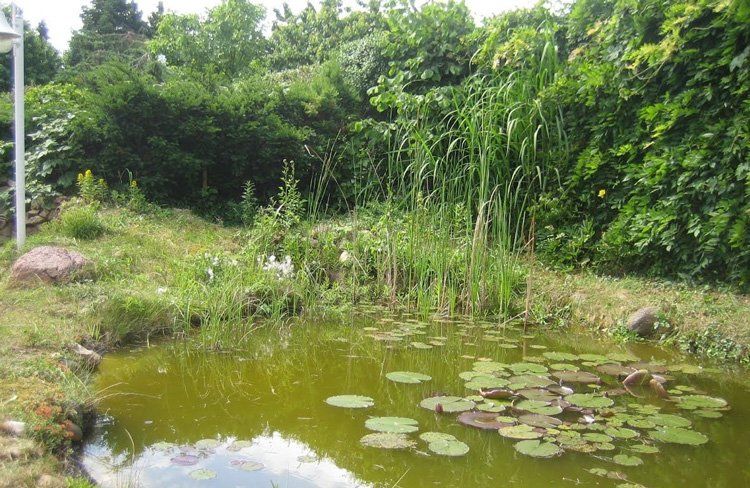 Vor dem Umbau wirkt der Gartenteich wie ein trister Tümpel