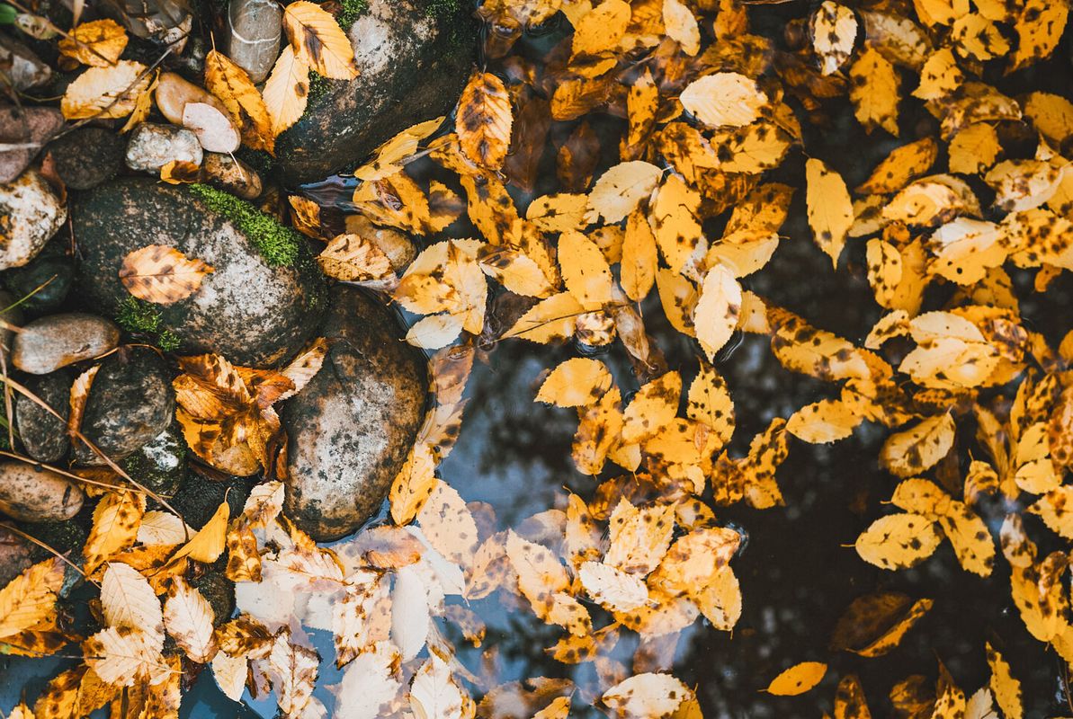 Herbstlaub fällt in den Gartenteich
