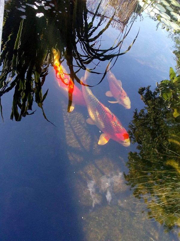 Schwimmende Fische