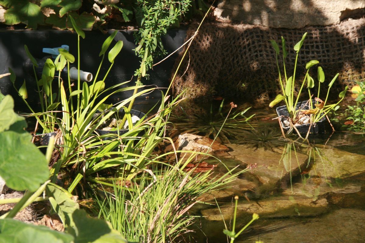 Teichpflanzen