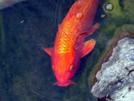 oranger Koi