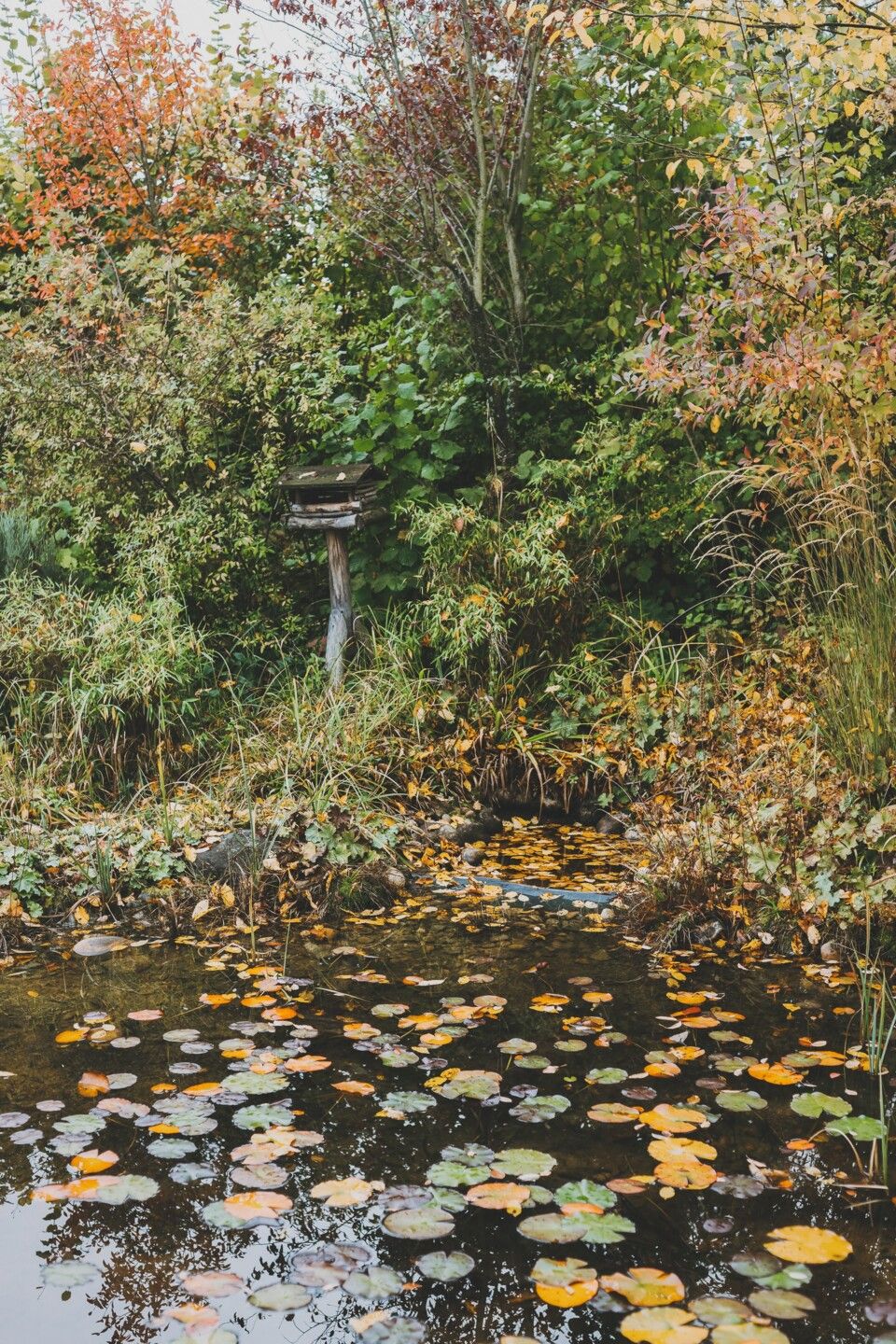 Teich im Herbst