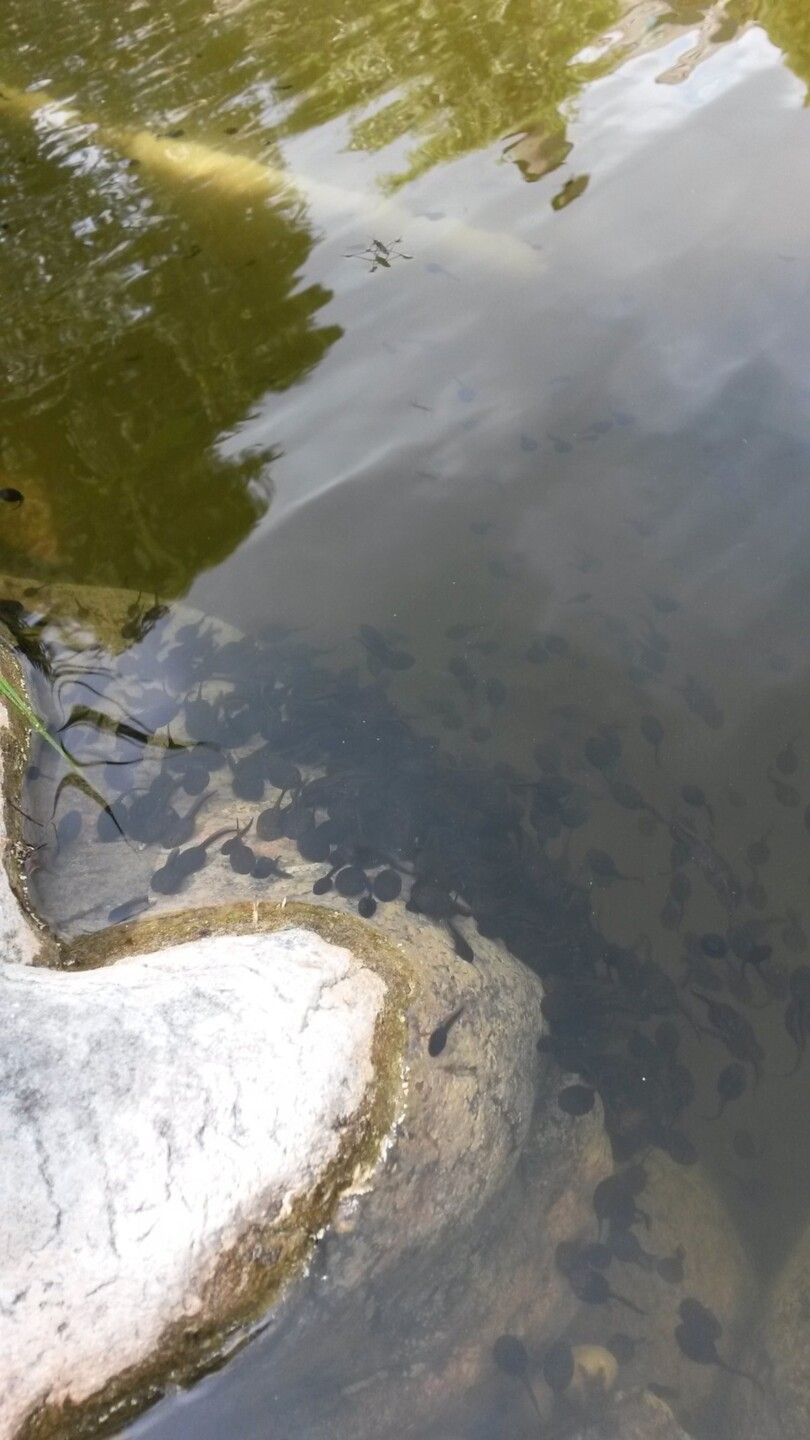 Teichwasser