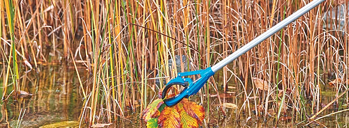 Herbsthelfer für Ihren Teich