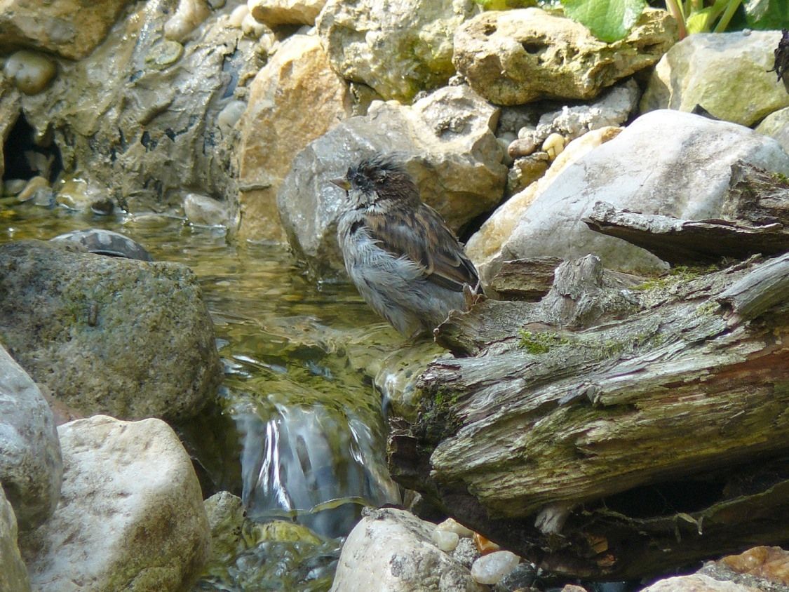 Spatz sitzt am Bachlauf