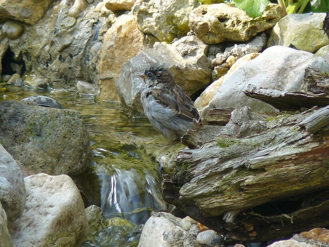Spatz sitzt am Bachlauf