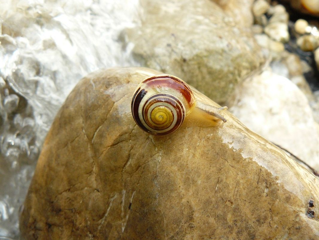 Schnecke auf einem Stein neben dem Bachlauf